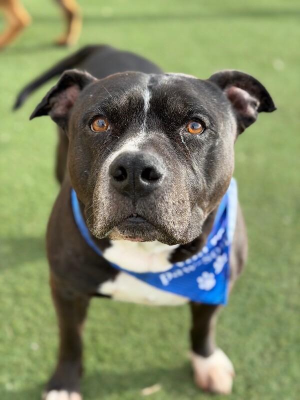 Enlarge Harley, a Adoptable Pit Bull Terrier in Fruit Heights, UT image 1/4