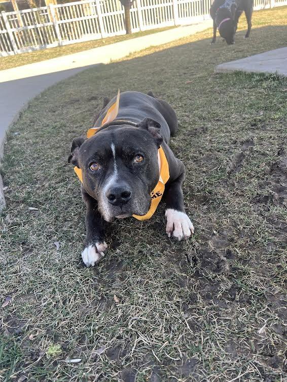 Harley — thumbnail 3