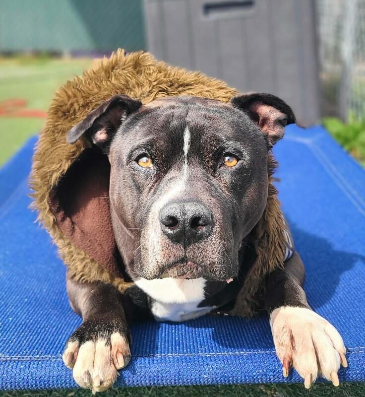 Enlarge Harley, a Adoptable Pit Bull Terrier in Fruit Heights, UT image 4/6
