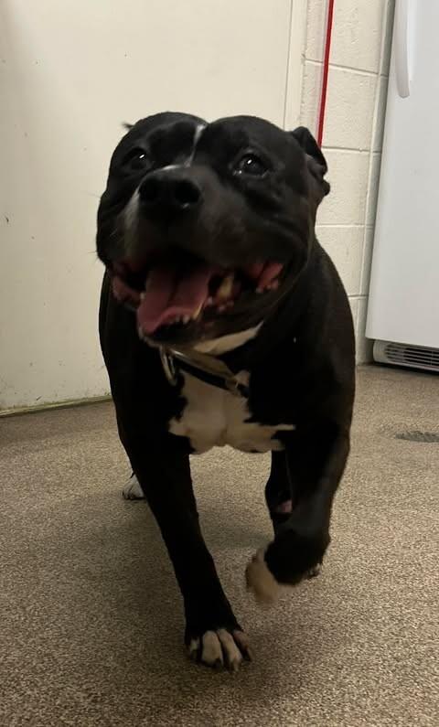 Enlarge Harley, a Adoptable Pit Bull Terrier in Fruit Heights, UT image 2/4