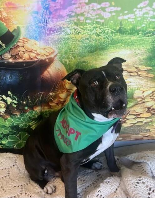 Enlarge Harley, a Adoptable Pit Bull Terrier in Fruit Heights, UT image 5/6