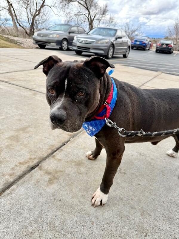 Enlarge Harley, a Adoptable Pit Bull Terrier in Fruit Heights, UT image 3/4