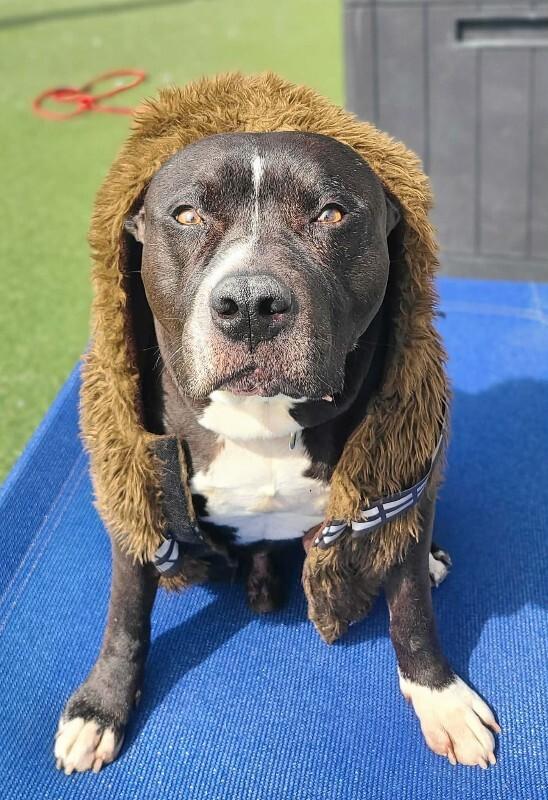 Enlarge Harley, a Adoptable Pit Bull Terrier in Fruit Heights, UT image 6/6