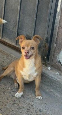 Spike, ADOPTABLE, Adult Male Chihuahua.