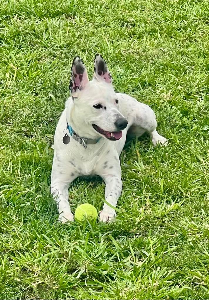 Daisy, a Adoptable mixed breed in Chico, CA image 1/4