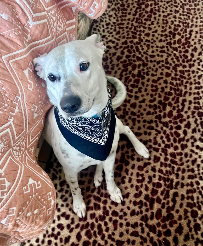 Daisy, a Adoptable mixed breed in Chico, CA image 2/4