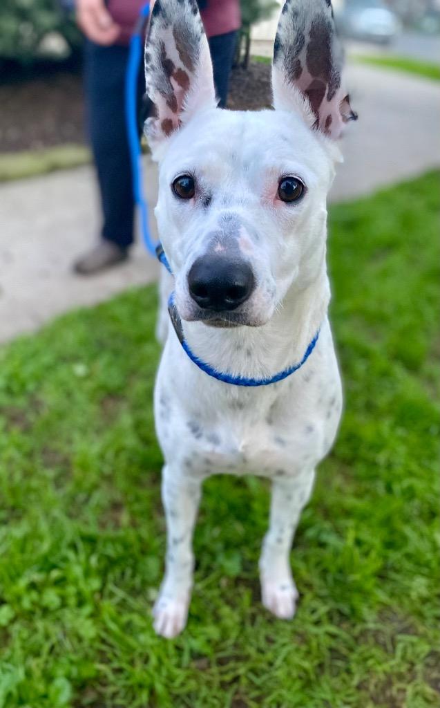 Daisy, a Adoptable mixed breed in Chico, CA image 3/4