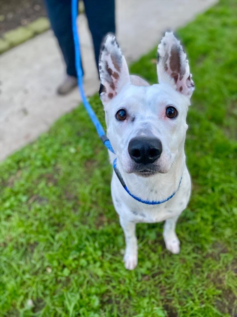 Daisy, a Adoptable mixed breed in Chico, CA image 4/4