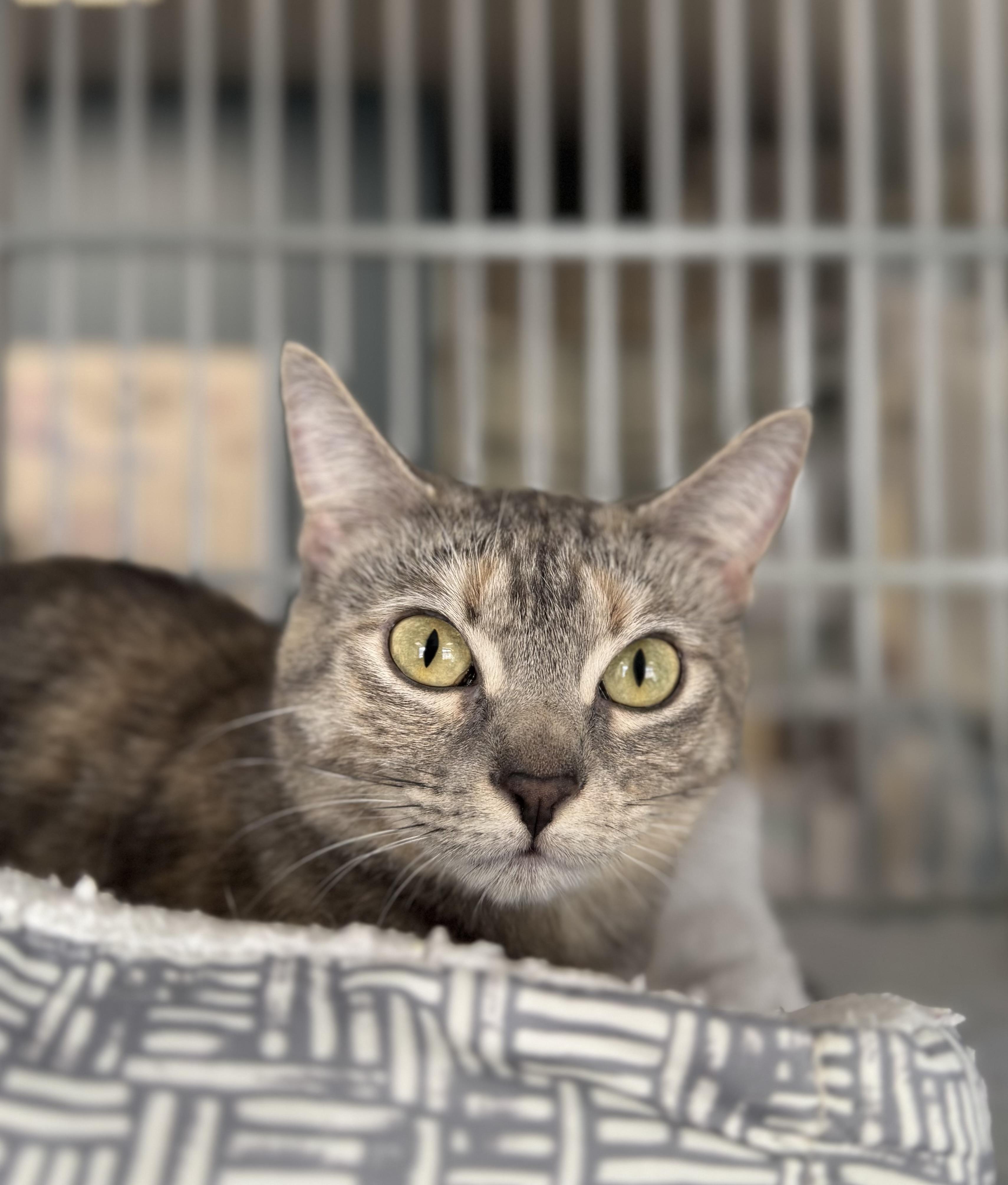 Luna, ADOPTABLE, Adult Female Domestic Short Hair.