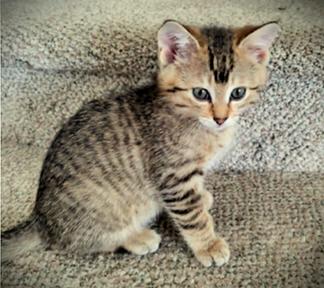 Enlarge Felix the Cat, a other Domestic Short Hair in Mankato, MN image 1/1