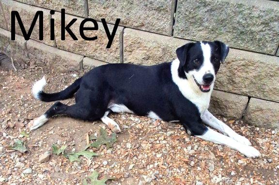 Enlarge Mikey, a Adoptable mixed breed in Mountain View, AR image 2/3
