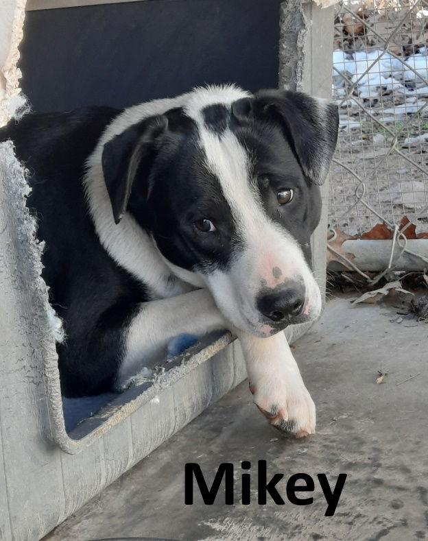 Mikey, a Adoptable mixed breed in Mountain View, AR image 3/6