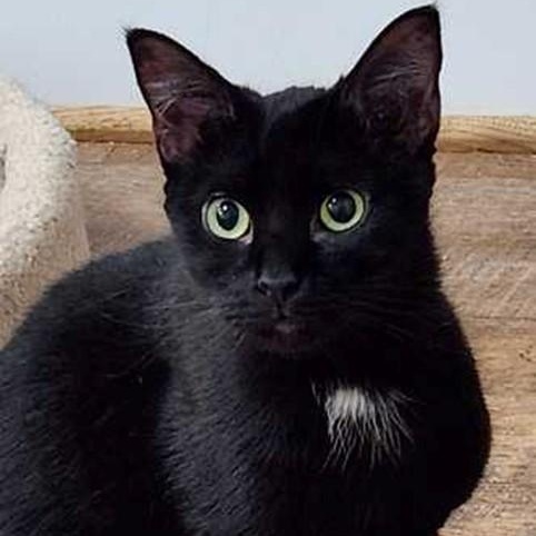 Enlarge Pearl, a ADOPTABLE Domestic Short Hair in Lancaster, VA image 1/1