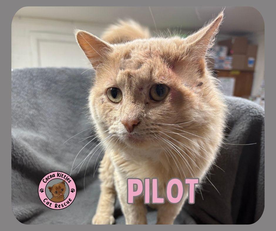 Enlarge Pilot, a Adoptable mixed breed in Hershey, PA image 5/6