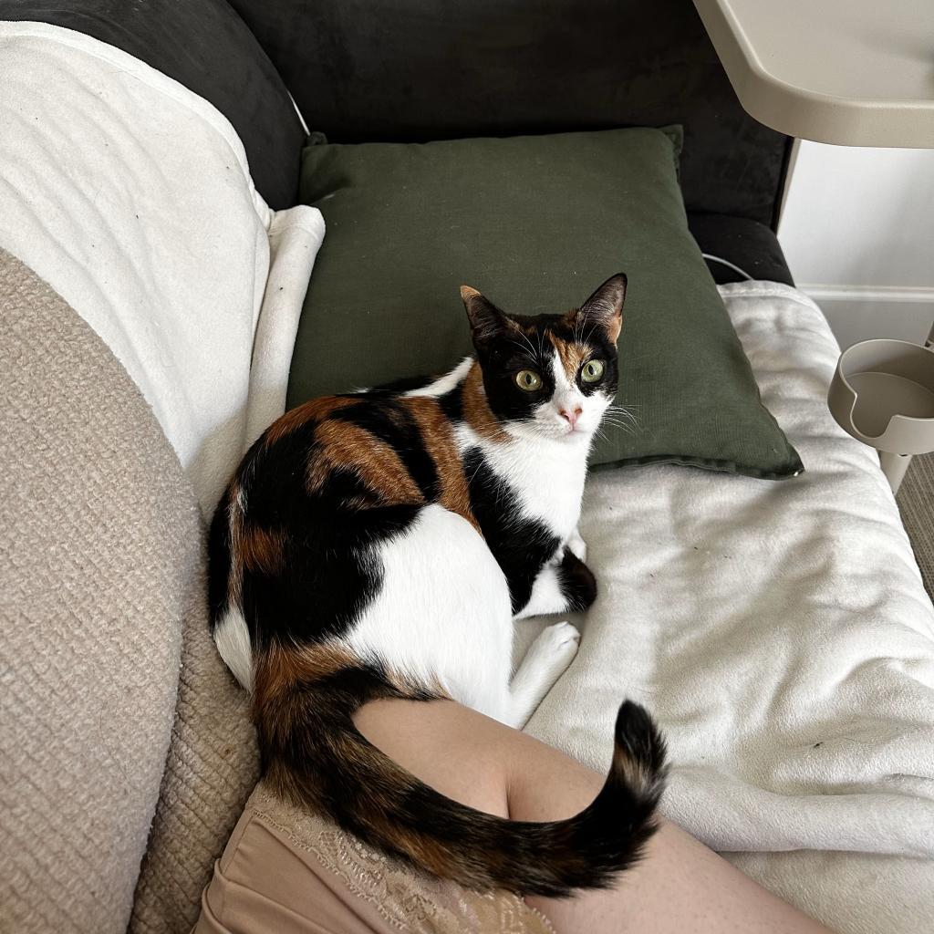 Luna, a Adoptable Domestic Short Hair in Lions Bay, BC image 2/2