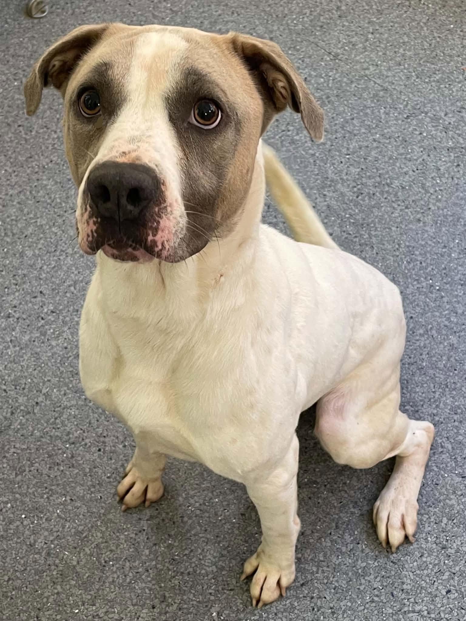 Enlarge Rambo, a Adoptable Pit Bull Terrier in Covington, VA image 1/1