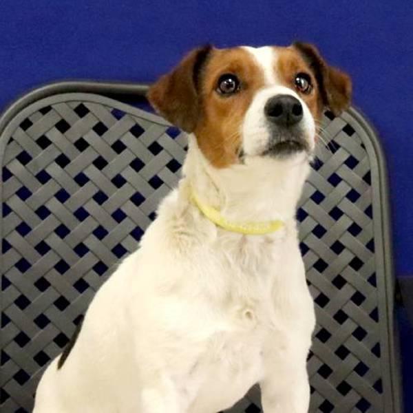 Dumas, Adoptable, Adult Male Jack Russell Terrier.