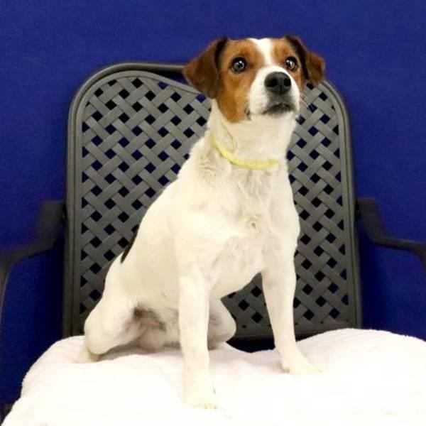 Dumas, a Adoptable mixed breed in Midland, TX image 2/2