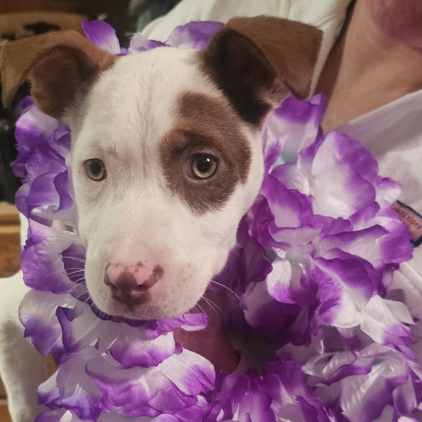 Coco, Adoptable, Puppy Female Husky & American Staffordshire Terrier.