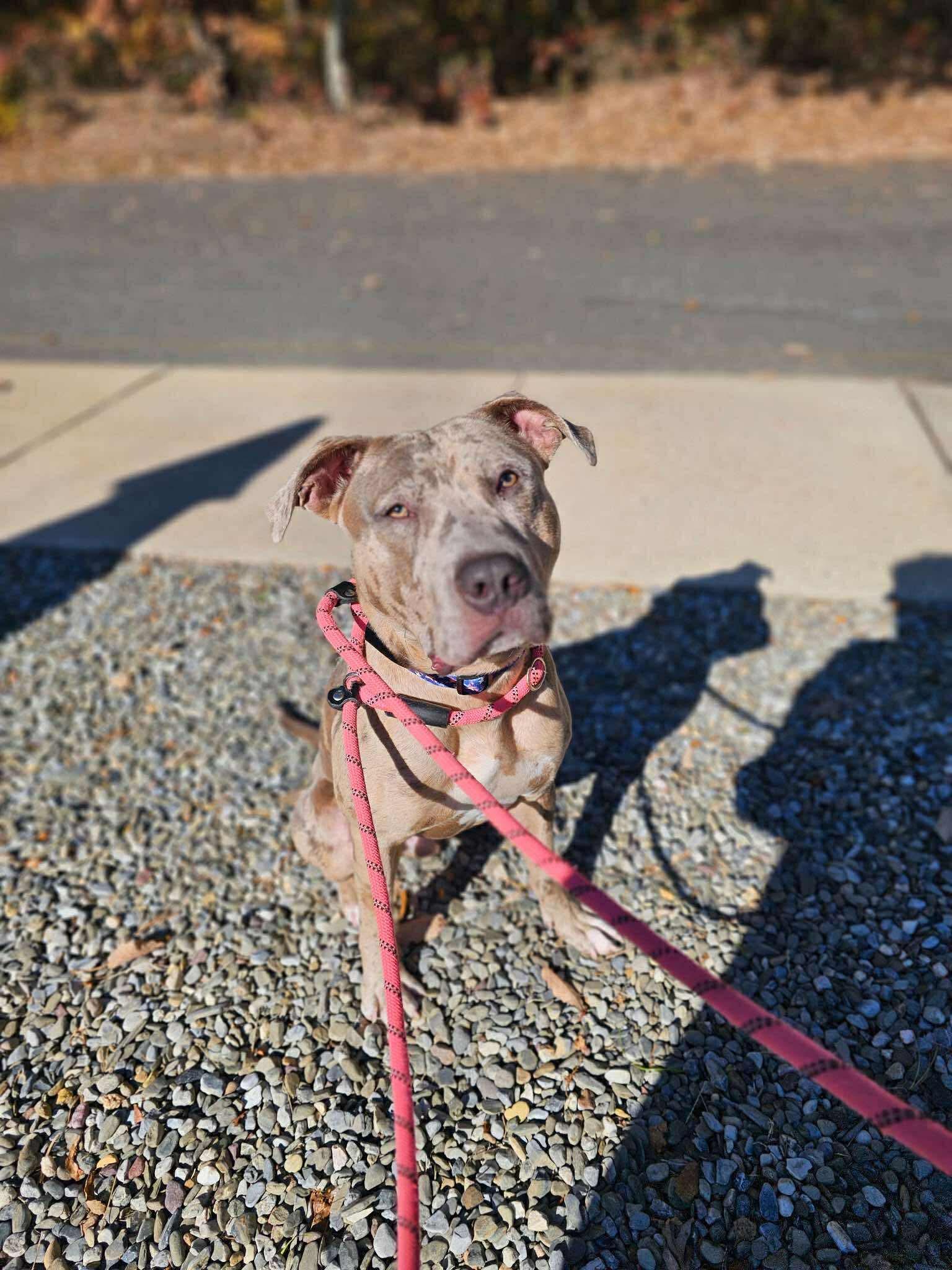Mac, Adoptable, Young Male Pit Bull Terrier.