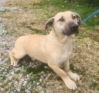Flash, ADOPTABLE, Young Male Basset Hound.