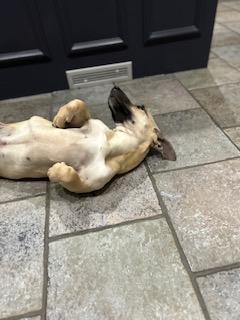 Flash, a ADOPTABLE mixed breed in Manhasset, NY image 5/5