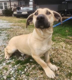 Flash, a ADOPTABLE mixed breed in Manhasset, NY image 2/2