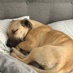 Flash, a ADOPTABLE mixed breed in Manhasset, NY image 3/5