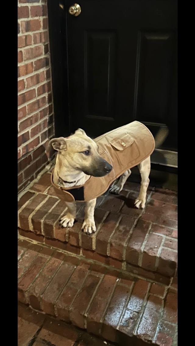 Flash, a ADOPTABLE mixed breed in Manhasset, NY image 4/5