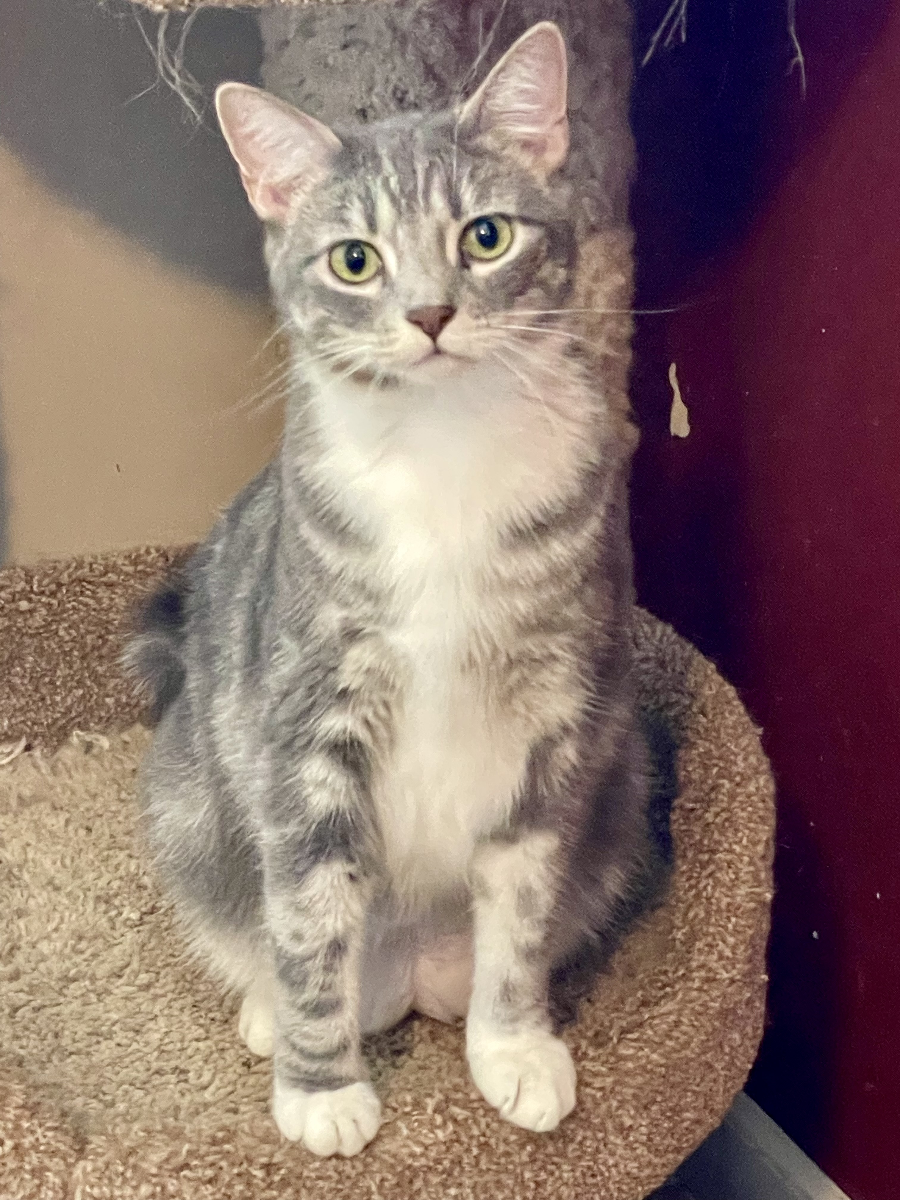 Smoky, a Adoptable mixed breed in Lacon, IL image 3/5