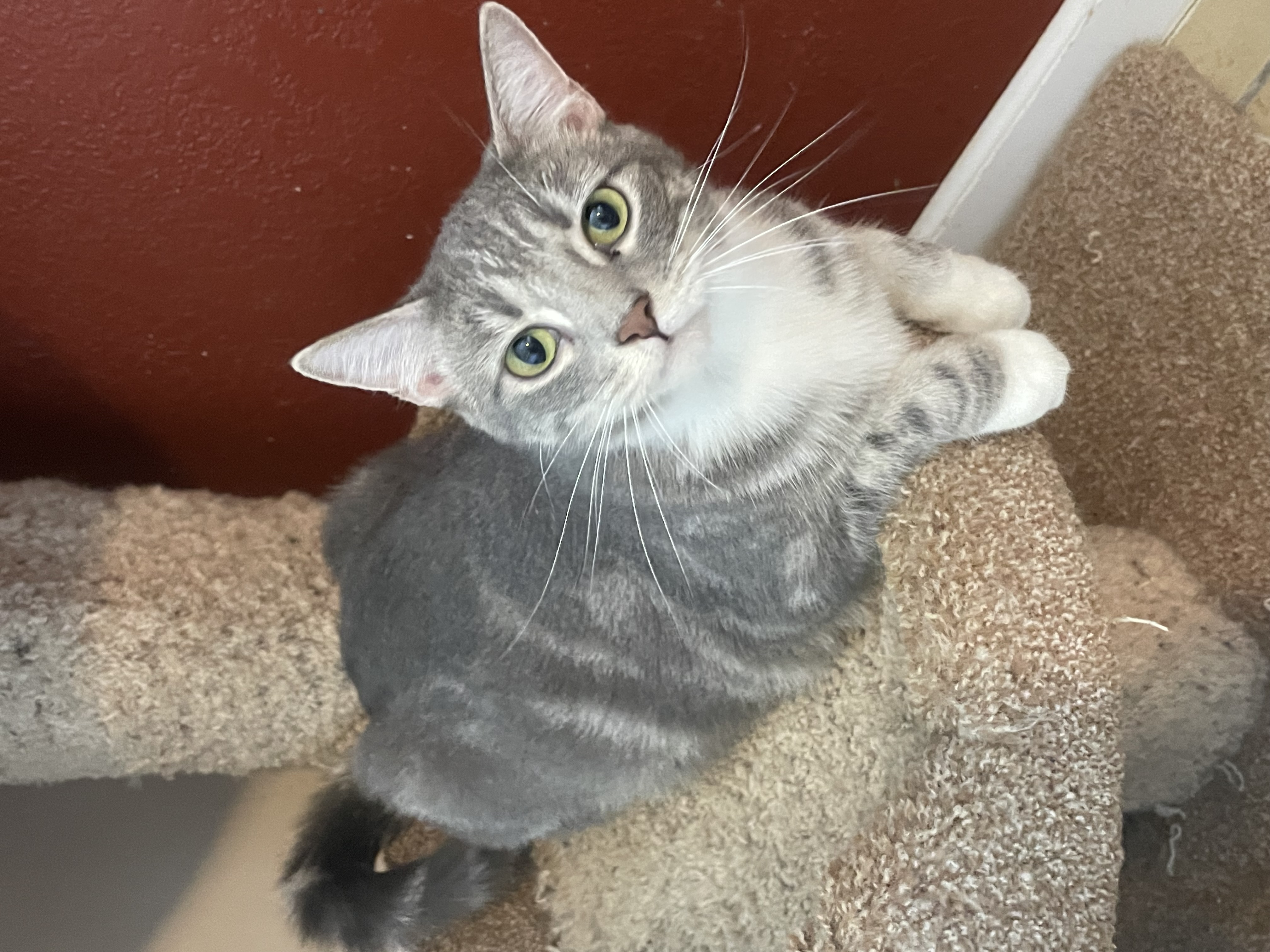 Smoky, a Adoptable mixed breed in Lacon, IL image 2/5