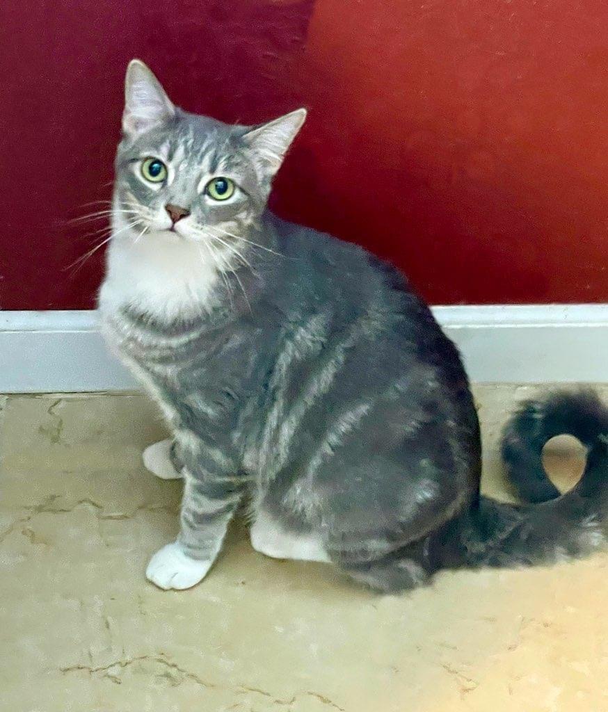 Smoky, Adoptable, Young Female Domestic Short Hair.