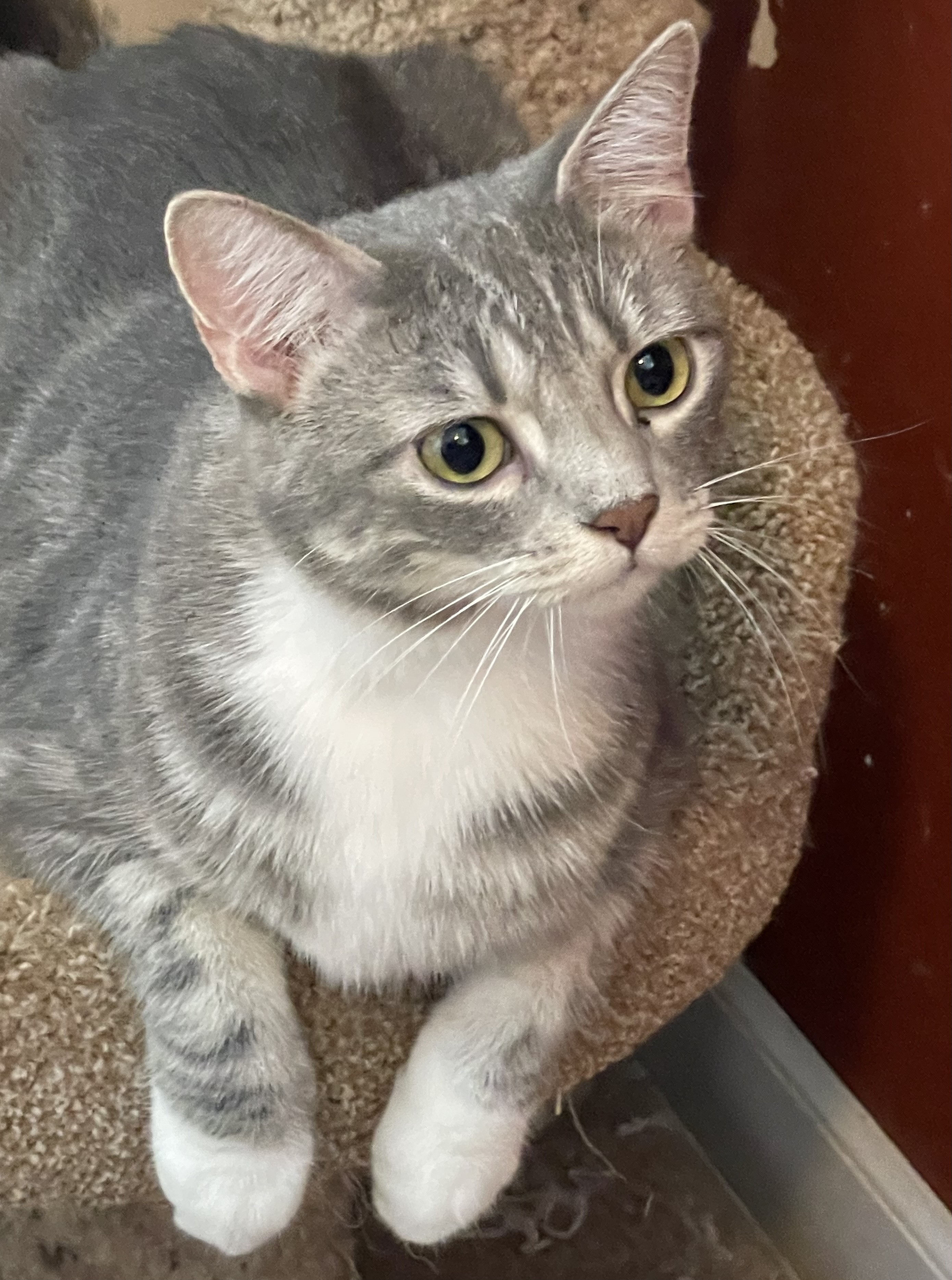 Smoky, a Adoptable mixed breed in Lacon, IL image 4/5