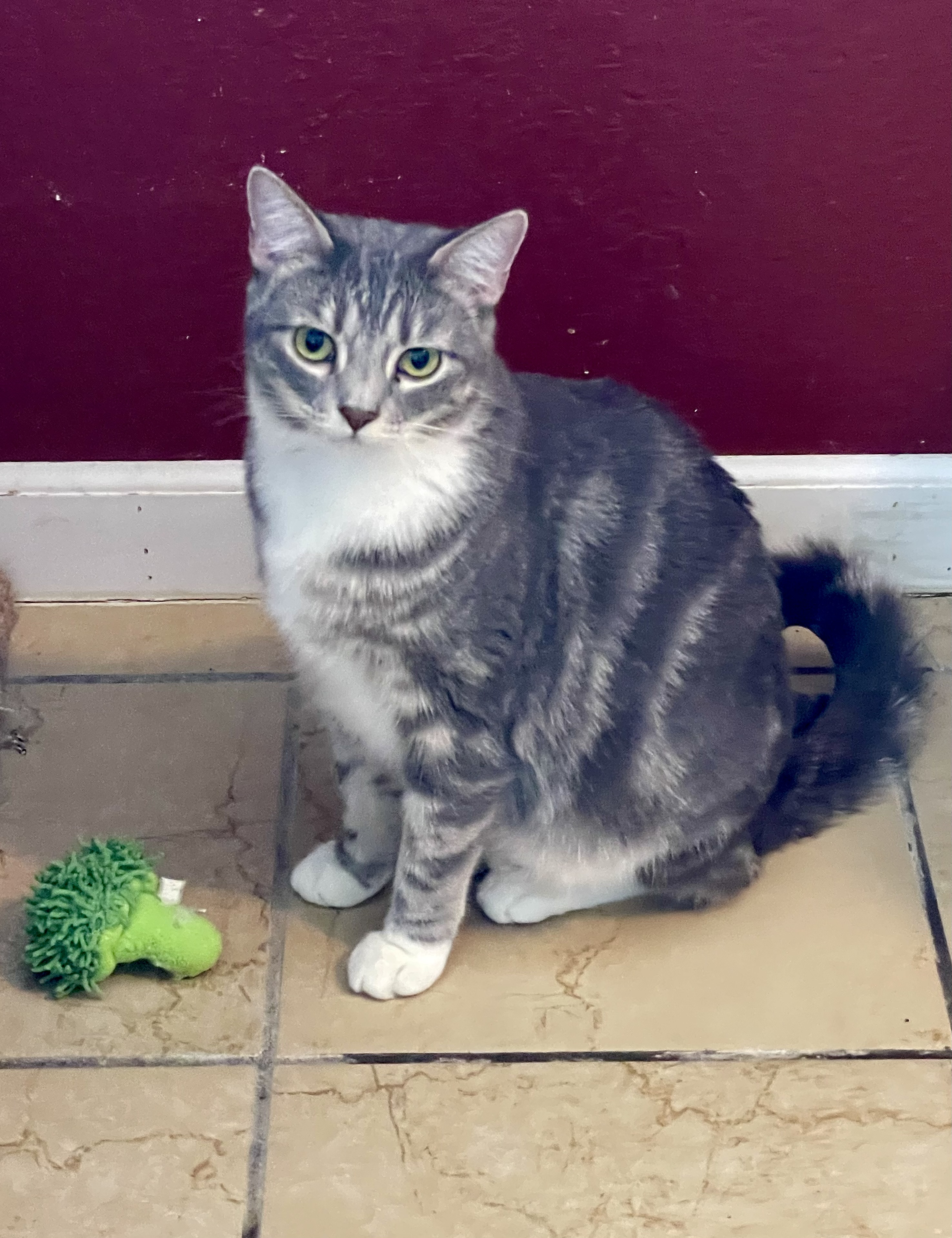 Smoky, a Adoptable mixed breed in Lacon, IL image 5/5