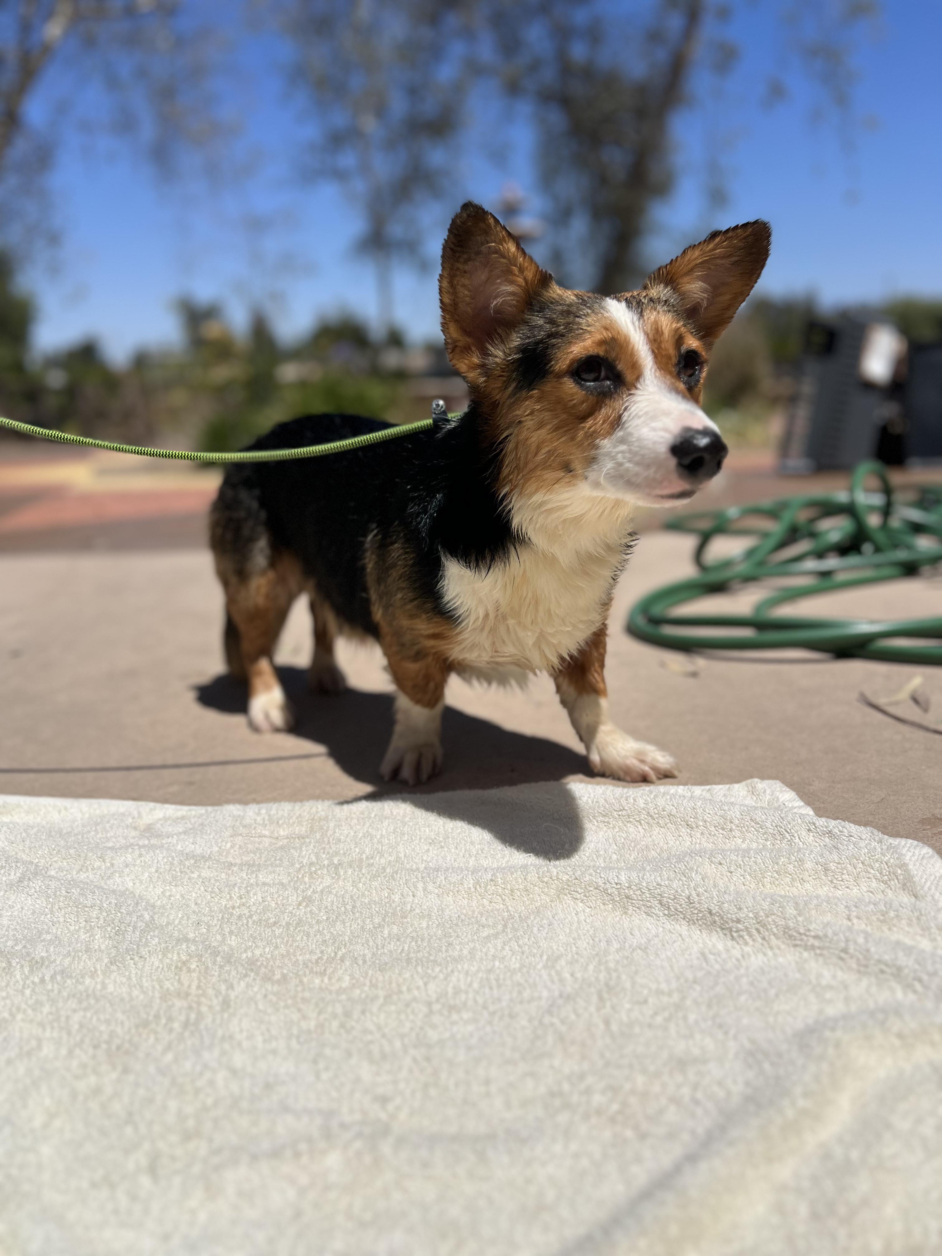 Enlarge Baby Pete, an adopted Cardigan Welsh Corgi in West Hollywood, CA image 2/2
