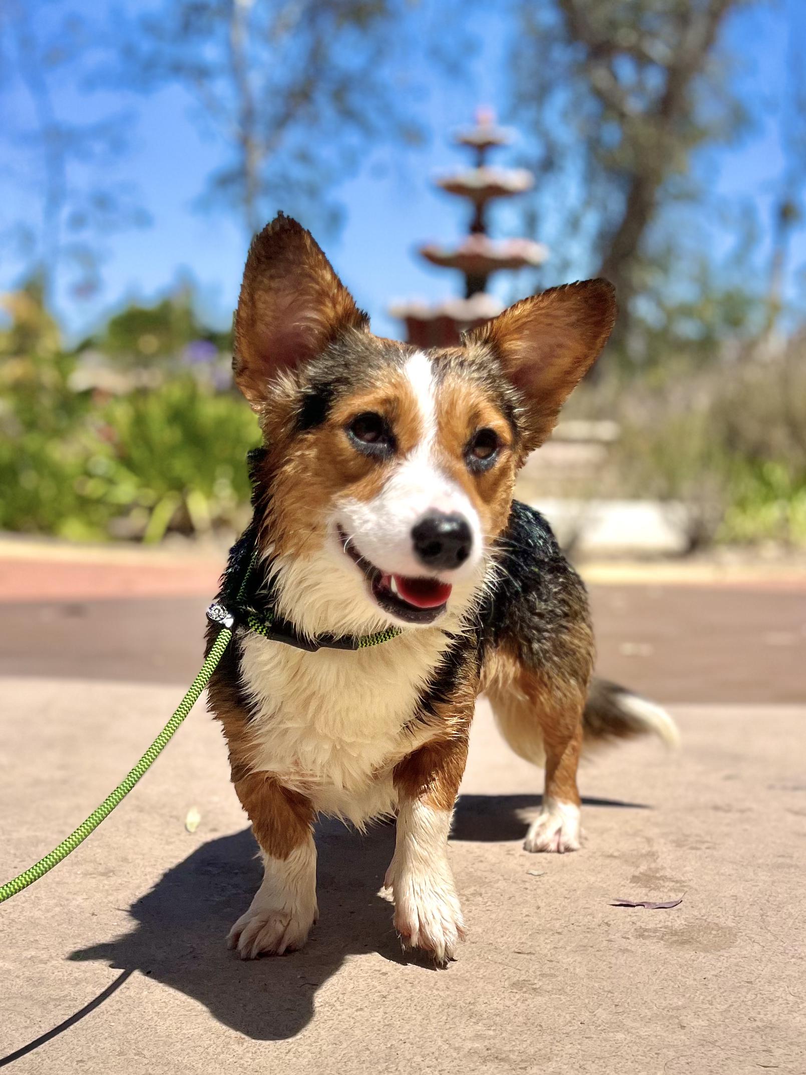 Baby Pete, adopted, Young Male Cardigan Welsh Corgi.