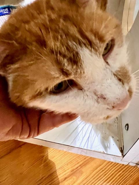 REECE, Adoptable, Adult Male Domestic Short Hair.