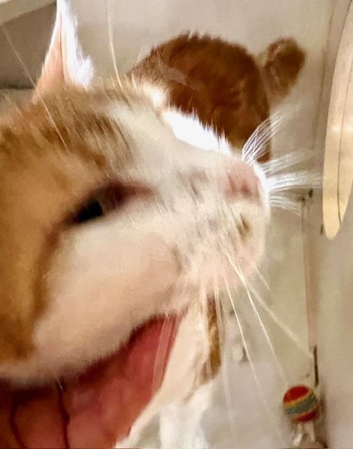 REECE, Adult Male Domestic Short Hair