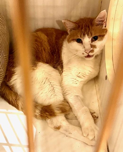 REECE, a Adoptable Domestic Short Hair in Lake Ozark, MO image 3/3