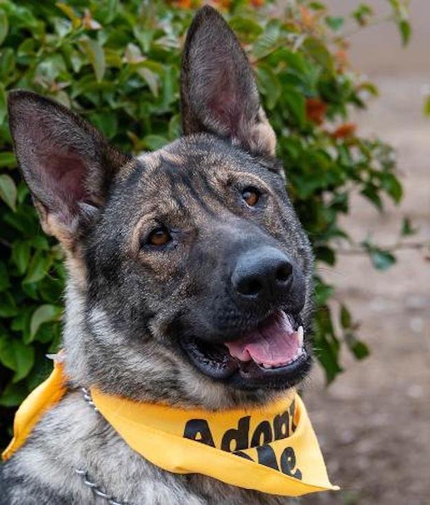 Shira, a Adoptable German Shepherd Dog in Newport Beach, CA image 1/2