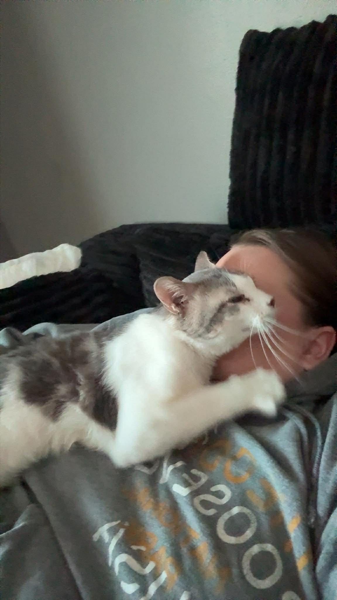 Enlarge PANDA, a ADOPTABLE Domestic Short Hair in Grand Forks, ND image 5/6