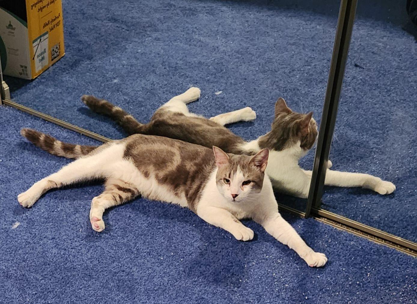 Enlarge PANDA, a ADOPTABLE Domestic Short Hair in Grand Forks, ND image 6/6