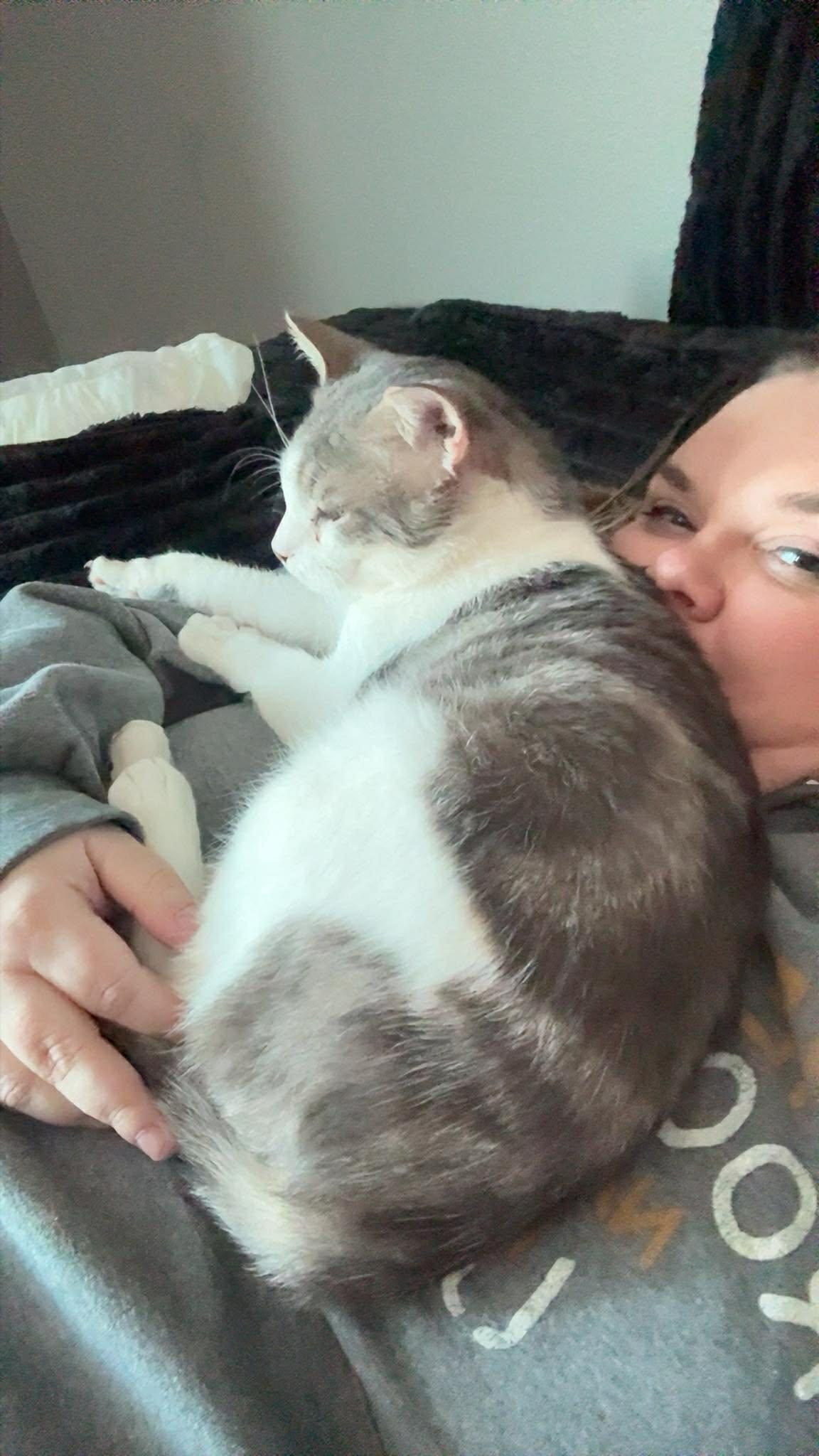 Enlarge PANDA, a ADOPTABLE Domestic Short Hair in Grand Forks, ND image 4/6