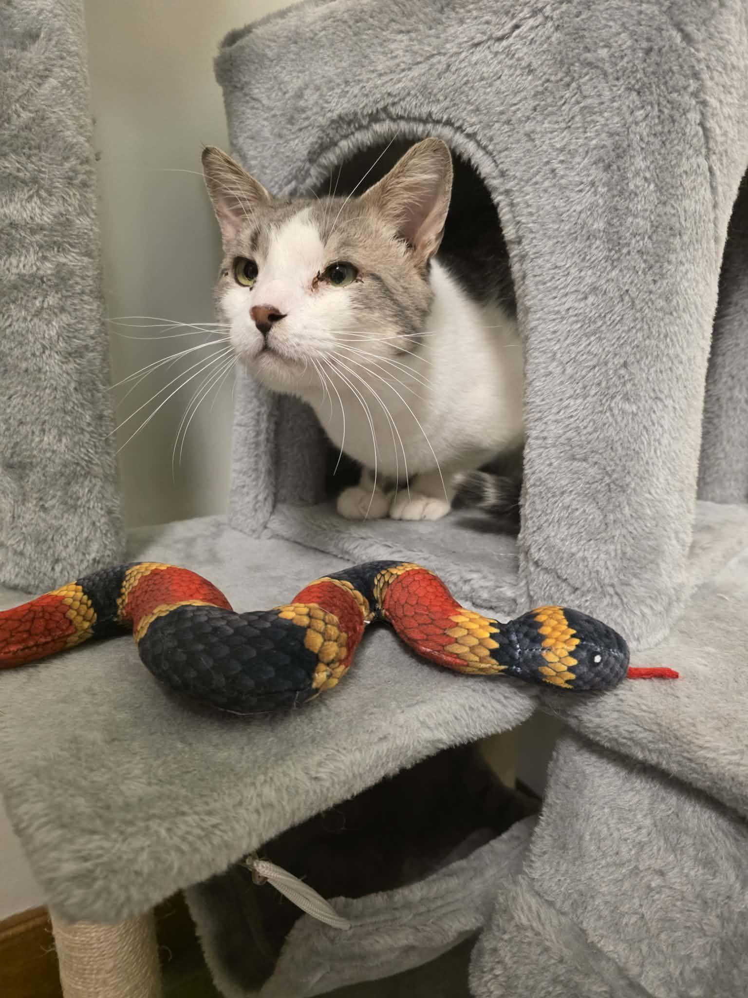 Enlarge PANDA, a ADOPTABLE Domestic Short Hair in Grand Forks, ND image 3/6