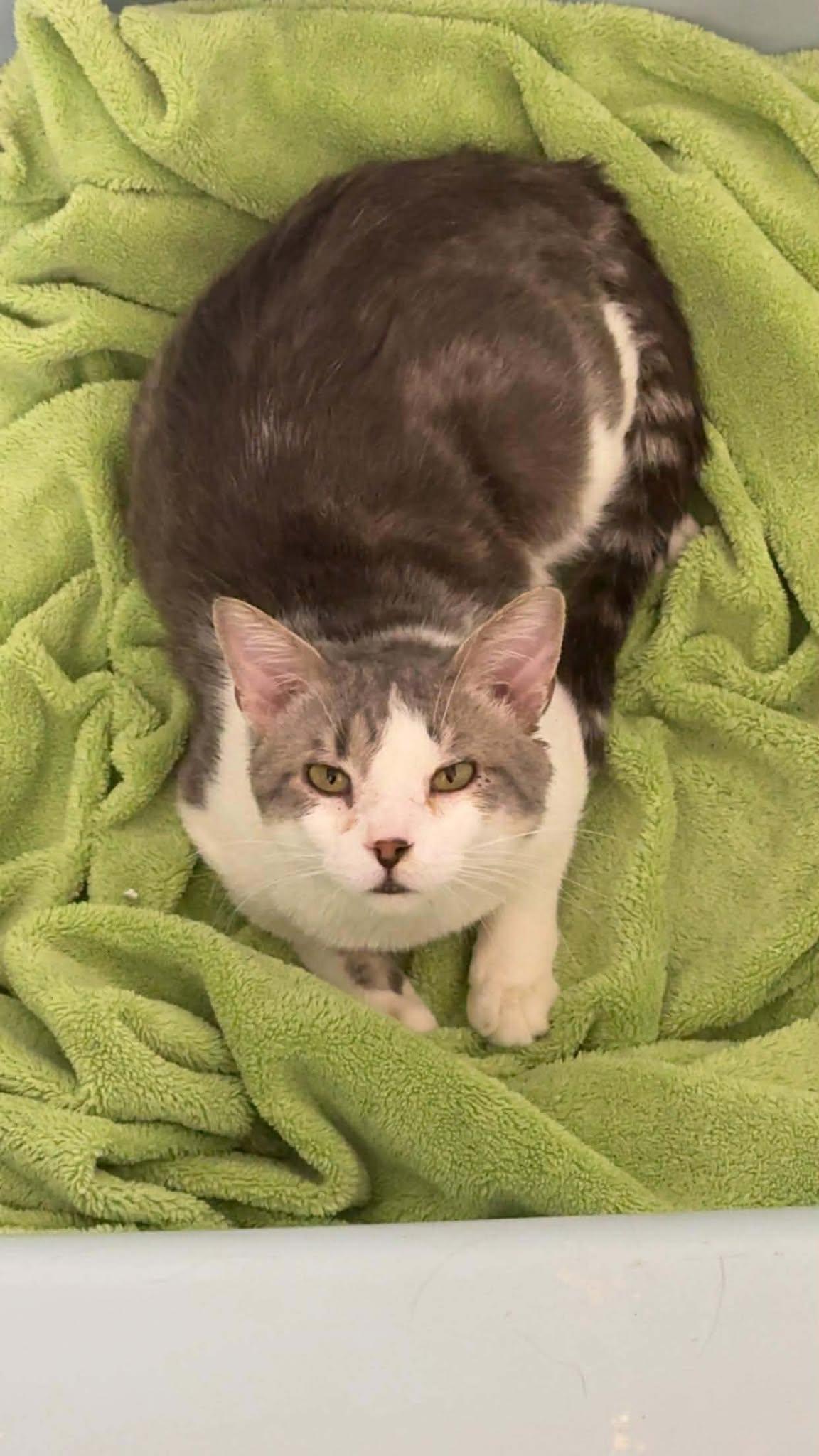Enlarge PANDA, a ADOPTABLE Domestic Short Hair in Grand Forks, ND image 2/6