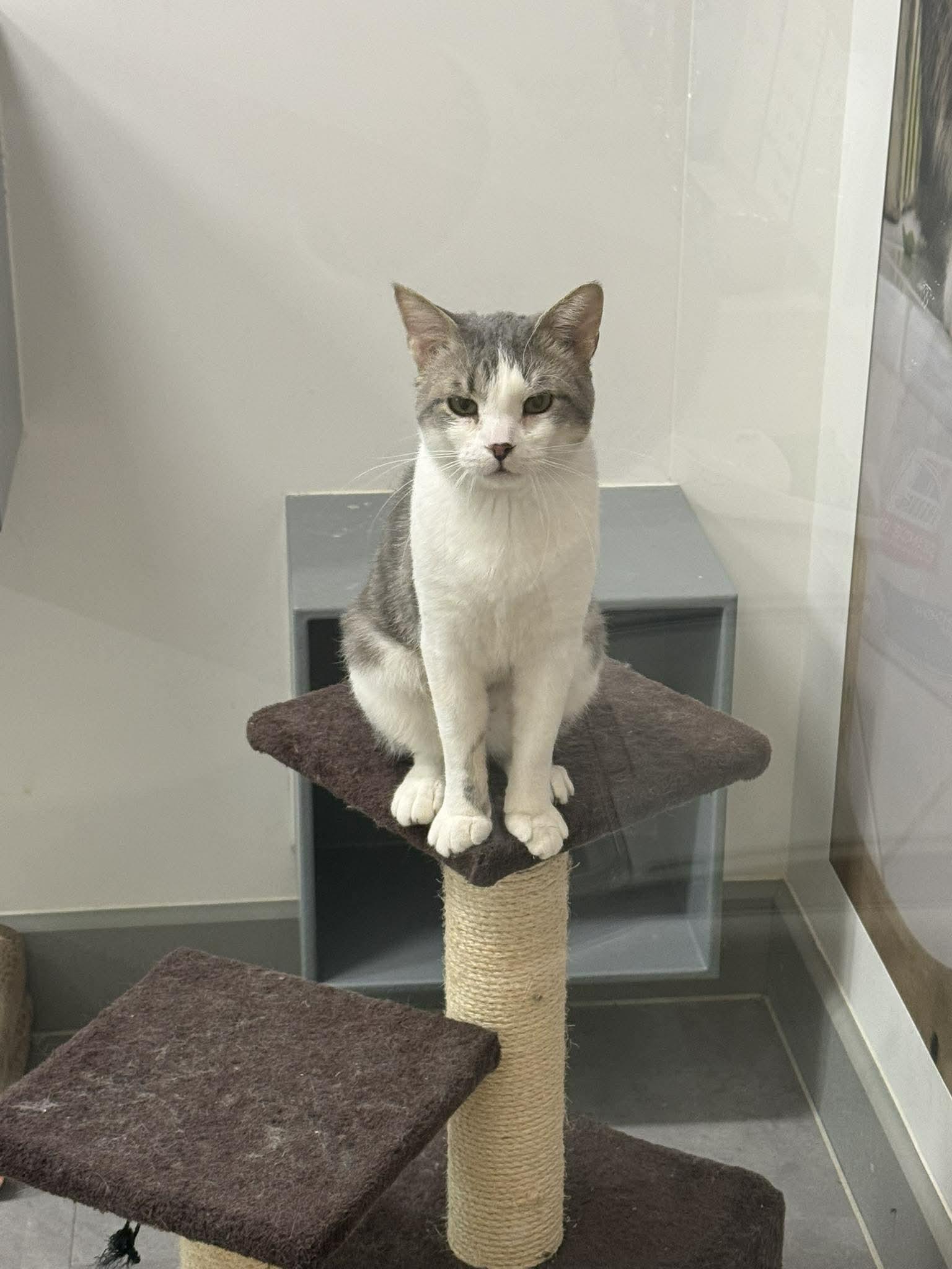 Enlarge PANDA, a ADOPTABLE Domestic Short Hair in Grand Forks, ND image 1/6