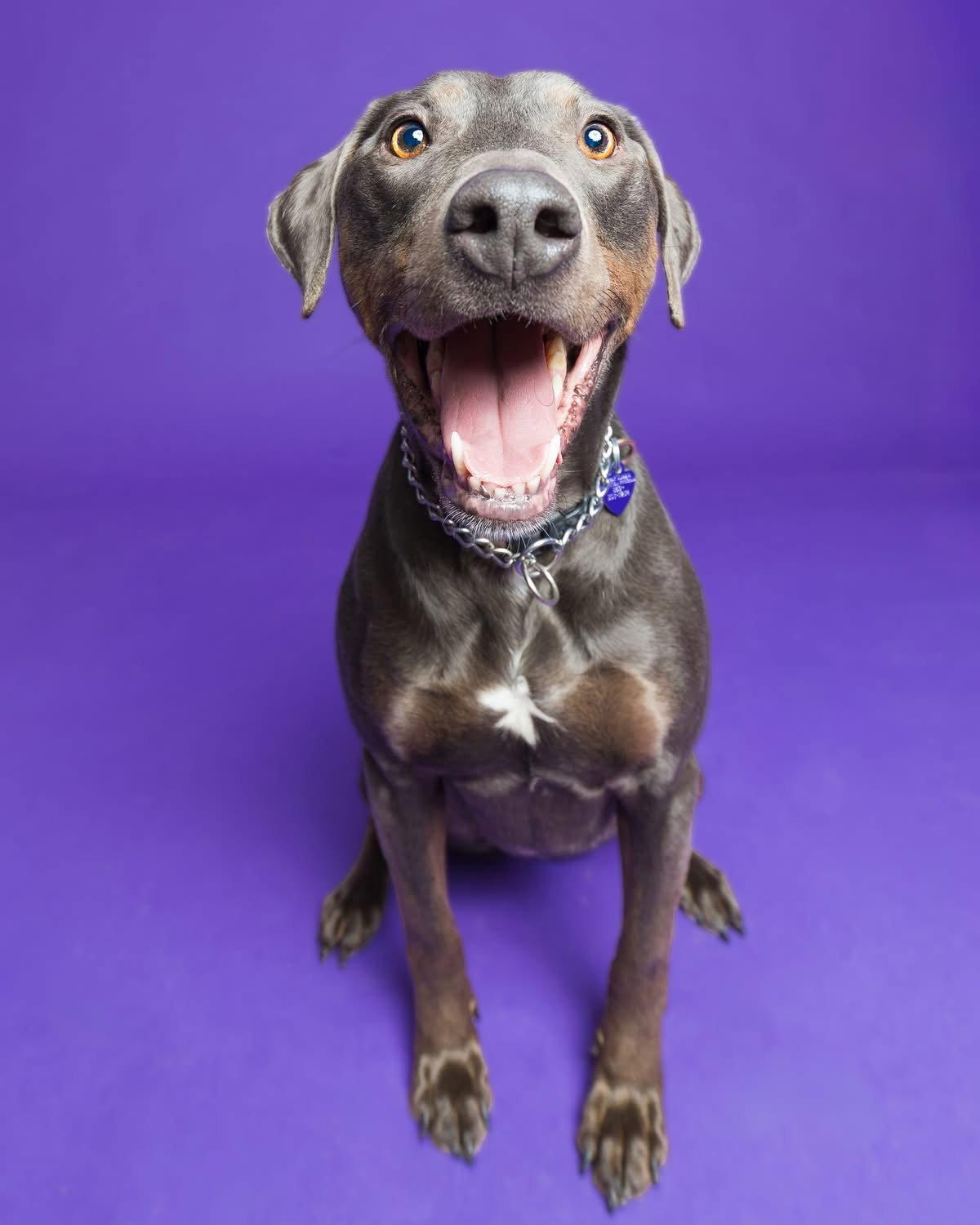 Enlarge Raven, a Adoptable Labrador Retriever in Newport, KY image 1/3