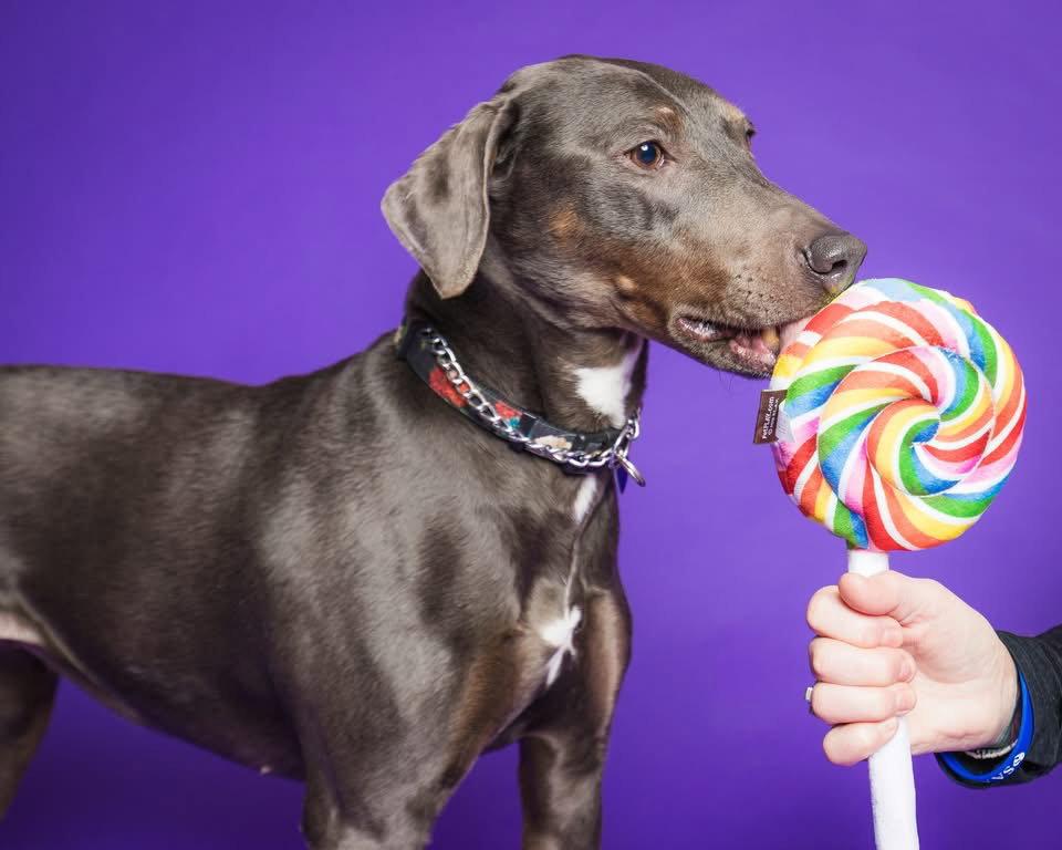 Enlarge Raven, a Adoptable Labrador Retriever in Newport, KY image 3/3