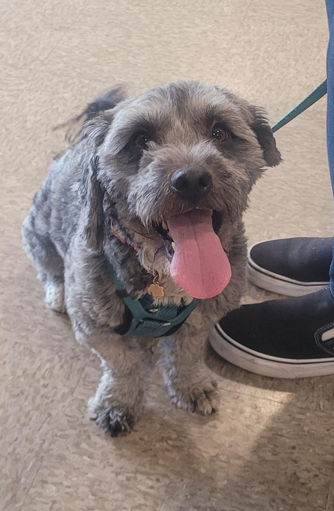 Cocoa Mocoa, ADOPTABLE, Adult Male Maltipoo.