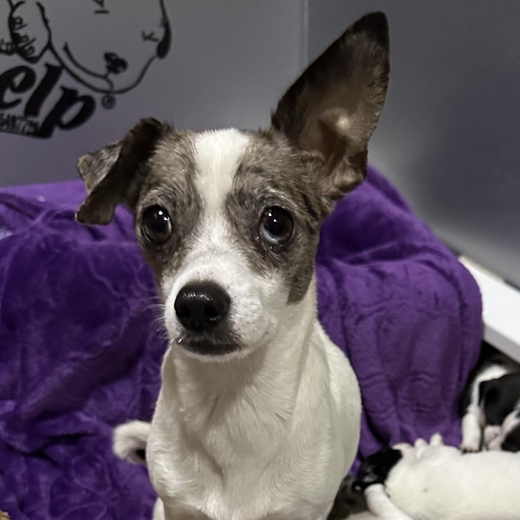 Enlarge Angie, a Adoptable mixed breed in Dallas, TX image 2/6